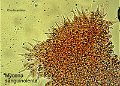 Mycena sanguinolenta-amf1341-micro